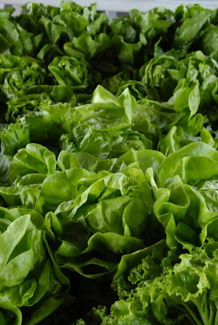 A vibrant collection of fresh green lettuce leaves showcasing organic and healthy produce.